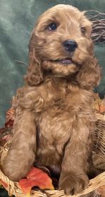 COCKAPOO & MINIATURE POODLE PUPPIES!