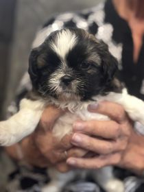 SHIH TZU PUPPIES BORN SEPTEMBER 21