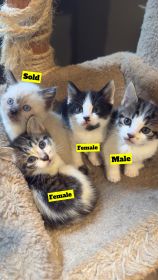 RAG DOLL MIX WITH DOMESTIC SHORTHAIR