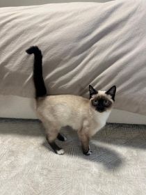 RAGDOLL/ SIAMESE MIX