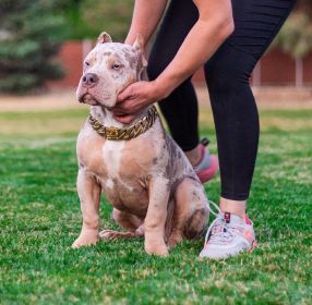 PUREBRED XL & XXL AMERICAN BULLIES FOR SALE & REHOMING