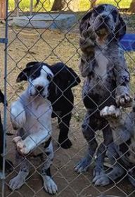 PUREBRED GREAT DANES