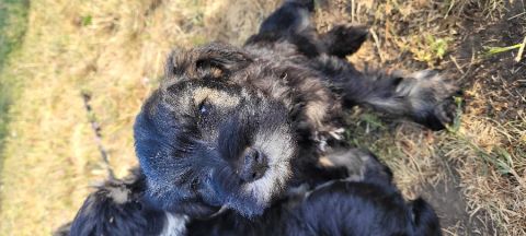 HYPOALLERGENIC PUREBRED MINIATURE SCHNAUZER PUPPIES