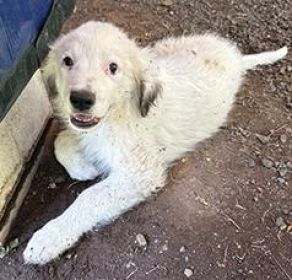GREAT PYRENEES/ ANATOLIAN GUARD PUPS