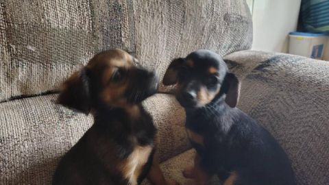 HEY TAKE A LOOK AT THESE SCOTTISH TERRIERS