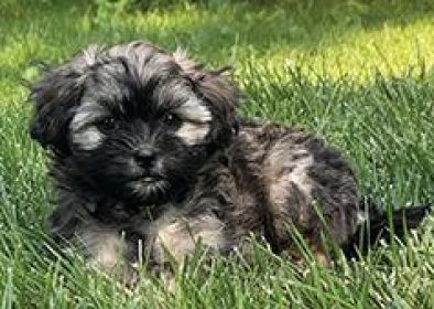 ADORABLE POODLE SHIH TZU FEMALE PUPPIES