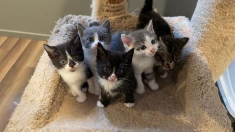 RAGDOLL KITTENS