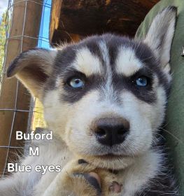 PUREBRED HUSKY PUPPIES 9 WEEKS OLD.