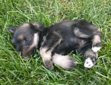 FAMILY RAISED PUREBRED MINIATURE SCHNAUZERS