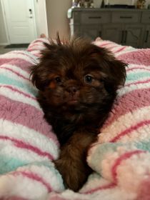 AKC SHIH TZU PUPPY