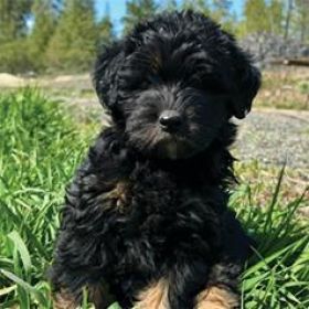 MINIATURE LABRADOODLES