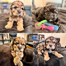 ADORABLE, PLAYFUL & LOVING COCKER SPANIEL PUPPIES