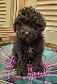 AKC TOY POODLE
