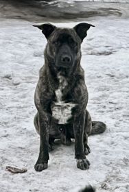 REWARD FOR LOCATING OUR SWEET BOY!