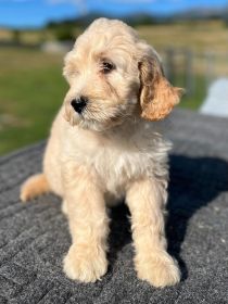DOODLE PUPPIES
