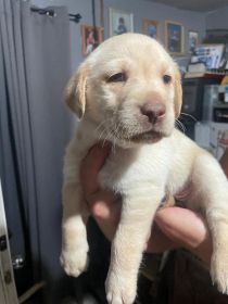 GOLDEN LAB PUPPIES