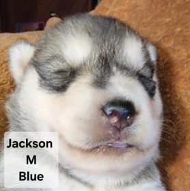 PUREBRED HUSKY PUPPIES READY AUGUST 25.