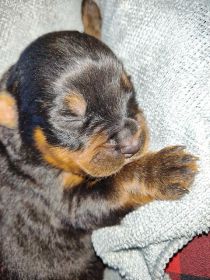 ROTTWEILER PUPPIES