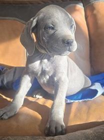 PUREBRED CANE CORSO PUPPIES