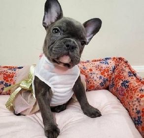 FRENCH BULLDOG PUPPIES