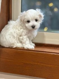 PURE WHITE MALTESE PUPPIES