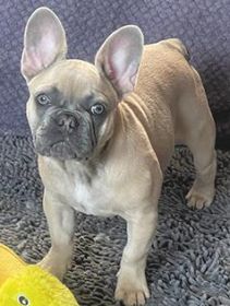 AKC FRENCH BULLDOG PUPPY
