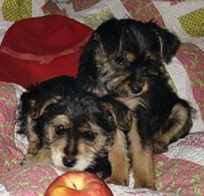 CAIRN TERRIER YORKIE PUPPIES