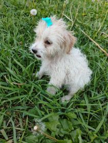 MINI YORKIEPOO PUPPIES