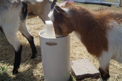 LIVESTOCK DRINKING POST