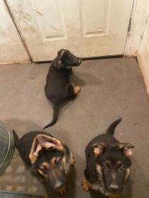 PUREBRED GERMAN SHEPHERD PUPPIES