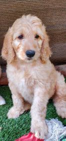SWEET GOLDEN DOODLES