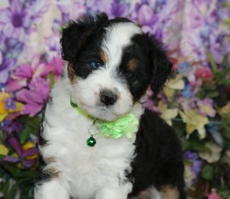 MINIATURE AUSTRALIAN SHEPHERD CROSSED WITH MINIATURE POODLE 