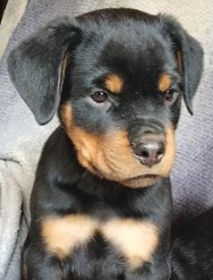 AKC ROTTWEILER PUPPIES
