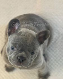 LILAC FRENCH BULLDOG PUPPIES