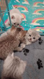 SCOTTISH FOLD KITTENS