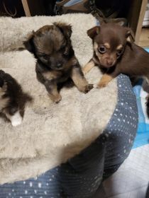 CHIHUAHUA PUPPIES