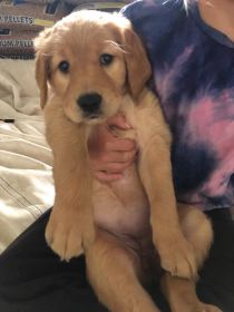 AKC GOLDEN RETRIEVERS