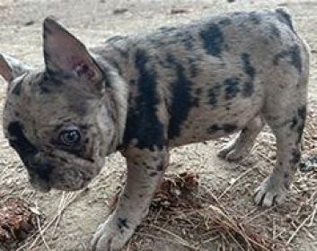 AKC FEMALE FRENCH BULLDOG PUPPY