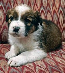 CHOCOLATE AUSSIE/ RED HEELER PUPPIES