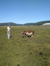 MINIATURE RODEO BULLS