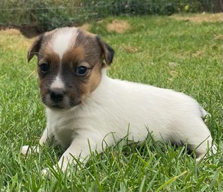 REG. JACK RUSSELL TERRIER PUPPIES