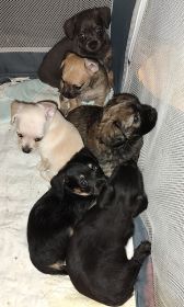 POO-CHI PUPPIES