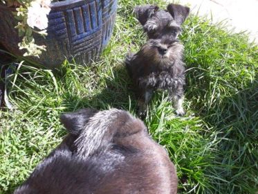 AKC REG. MINI SCHNAUZER MALE PUPPY
