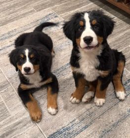 AKC BERNESE MOUNTAIN DOG PUPPIES
