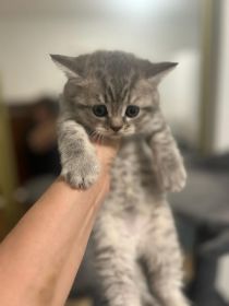 THREE SCOTTISH FOLD KITTENS