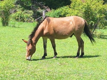 CHESTNUT MARE 