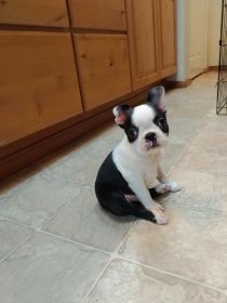 BOSTON TERRIER PUPPIES AKC 10 WEEKS