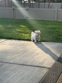 PURE WHITE MALTESE PUPPIES
