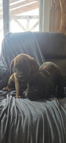 CANE CORSO/ BLUETICK CROSS $650