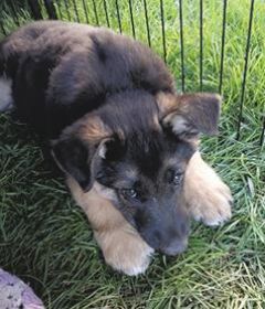 3 GERMAN SHEPHERD PUPPIES 